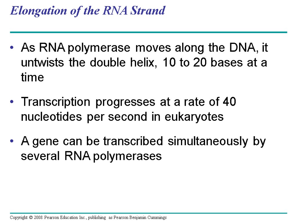 Elongation of the RNA Strand As RNA polymerase moves along the DNA, it untwists